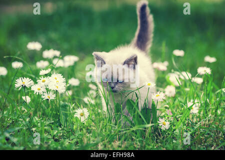 Mignon petit chaton siamois dans la pelouse fleurs Daisy Banque D'Images