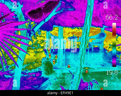 Sur le jardin dans la nuit chaude, l'image de thermographie avec caméra FLIR, Belize Banque D'Images