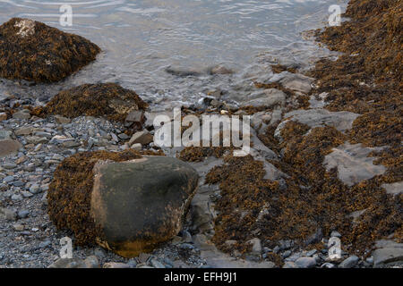 Bar Harbor, ME - 6 septembre 2014 : algues s'accroche aux rochers à marée basse. Banque D'Images