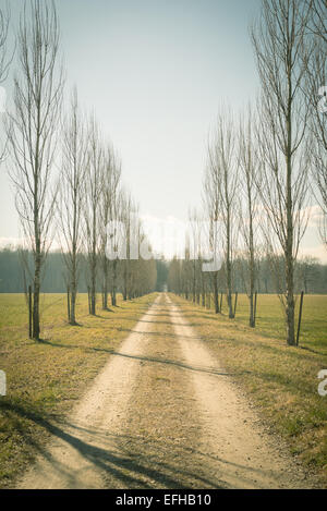 Tout droit chemin de terre avec des rangées d'arbres sur les deux côtés à travers champs et bois. Les traités avec look rétro filtré. Banque D'Images
