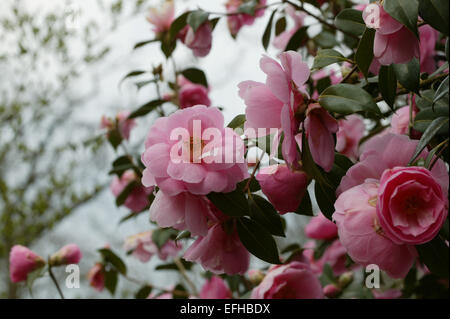 Camellia x williamsii 'Sayonara' fleur au printemps, Surrey, Angleterre Banque D'Images