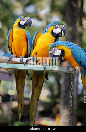 Grande photo blue macaw perroquets dans le parc Banque D'Images