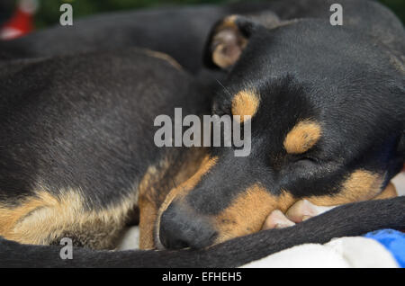 Rottweiler Berger Allemand mix dormir recroquevillé sur le lit Banque D'Images