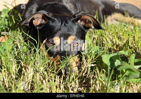 Rottweiler Berger Allemand mix on Green grass in backyard Banque D'Images