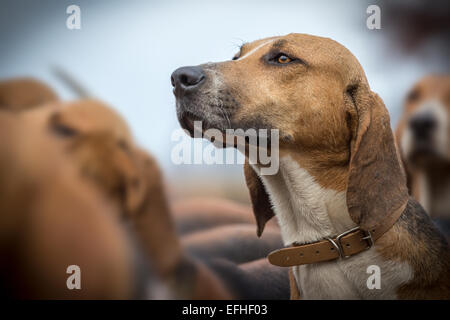 Un portrait d'un grand anglo french tricolor hound utilisé dans la chasse comme un chien courant. Portrait de chien de chasse à courre. Banque D'Images