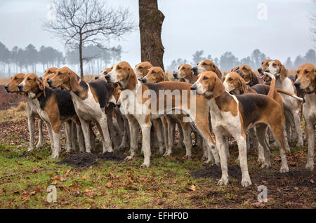 Un pack de grande anglo french tricolor hounds prêt pour la chasse de cerf (France). Banque D'Images