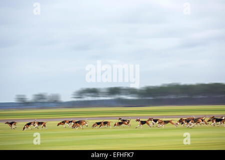 Pack de chiens (grand anglo-français tricolore hounds) suite à un sentier parfum au cours d'une chasse au cerf (Landes France). Motion Blur. Banque D'Images
