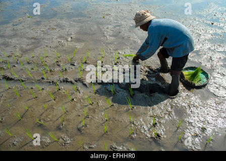Homme riceplants la plantation dans les rizières à Ubud Bali Indonésie Banque D'Images