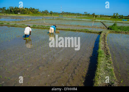 L'homme et la femme riceplants dans la plantation du riz paddy ou champ humide à Ubud Bali Indonésie Banque D'Images