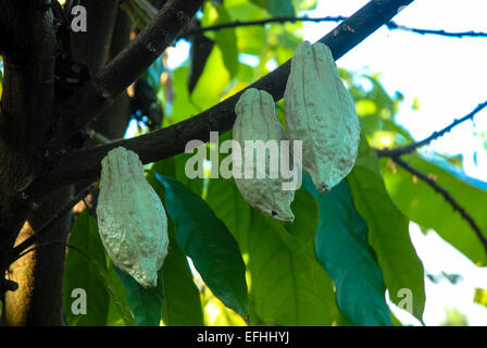 Les graines de cacao dans l'arbre Banque D'Images