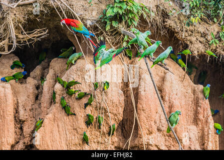 D'aras et de perroquets à lécher l'argile dans l'Amazonie péruvienne jungle à Madre de Dios au Pérou Banque D'Images