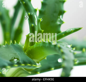 L'Aloe Vera isolated on white Banque D'Images