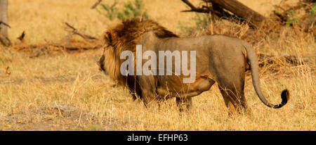 Lion d'Afrique est un magnifique animal qui est un symbole de puissance et de courage des familles de la noblesse sur les blasons et drapeaux nationaux Banque D'Images