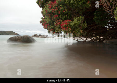 Floraison rouge Nouvelle-zélande arbre de Noël avec l'eau de marée, brouillée, Pohutukawa arbre originaire de la famille, Ma Banque D'Images