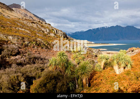 Passer entre le lac Hawea et le lac Wanaka, le chou arbres, Cordyline australis, Otago, île du Sud, Nouvelle-Zélande Banque D'Images