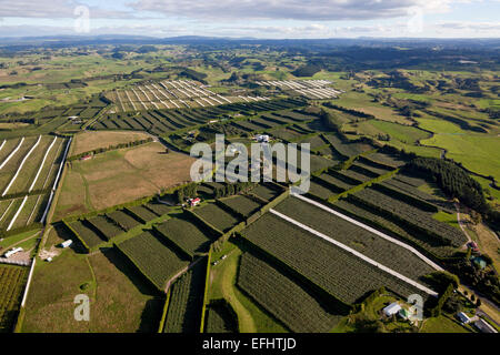 Les vergers de kiwis aérienne, Bay of Plenty, île du Nord, Nouvelle-Zélande Banque D'Images