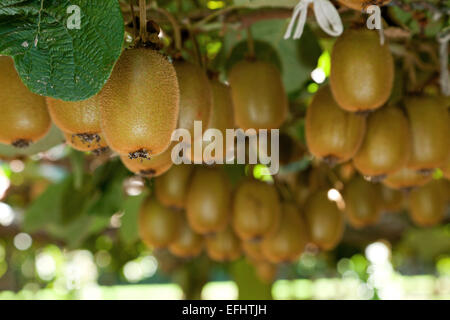 Feuillage, la protection de la vigne, kiwi Kiwi fruits, Te Puke, Bay of Plenty, île du Nord, Nouvelle-Zélande Banque D'Images