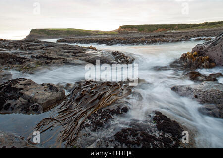 Bull kelp algue sur rochers à marée haute, Curio Bay, Catlins, île du Sud, Nouvelle-Zélande Banque D'Images