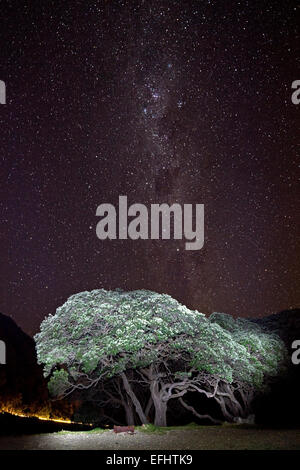 Arbre illuminé de nuit sous un ciel étoilé, Milky Way, Arbre Pohutukawa, East Cape, Île du Nord, Nouvelle-Zélande Banque D'Images