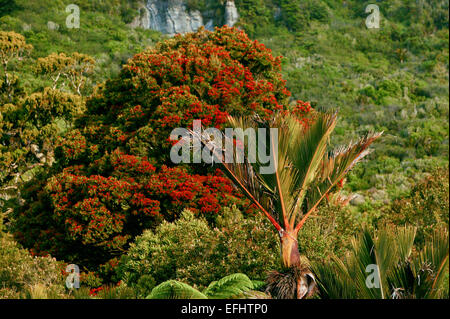 Arbre à fleurs rouges Rata et autochtone Nikau Palm, Paparoa National Park, West Coast, South Island, New Zealand Banque D'Images