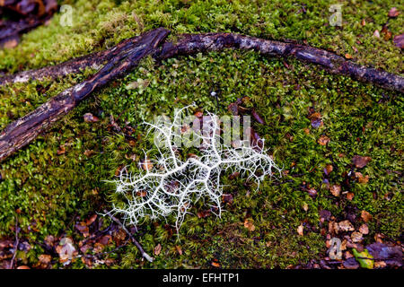 Lichen blanc sur un sol couvert de mousse, île du Sud, Nouvelle-Zélande Banque D'Images