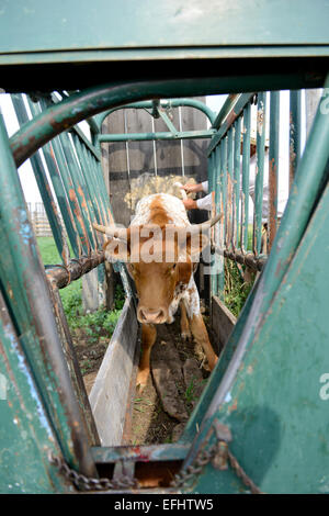 Un écrasement du bétail, squeeze chute, stock permanent, ou d'un stock, d'un décrochage ou fortement construit pour cage holding de l'élevage, de l'Amérique du Nord Banque D'Images