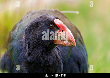 Talève takahé avec bec rouge, Porphyrio hochstetter, rares, de voler, d'oiseaux indigènes de Nouvelle-Zélande, Nouvelle-Zélande Banque D'Images