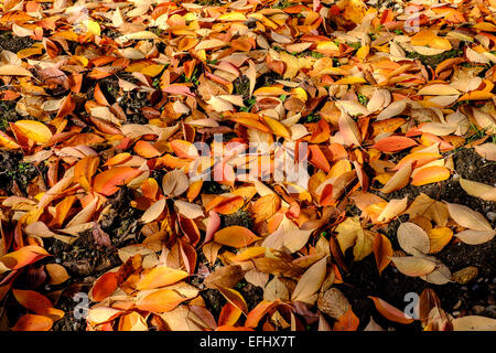 Les feuilles mortes de l'arbre Prunus sargentii en automne Alsace France Banque D'Images
