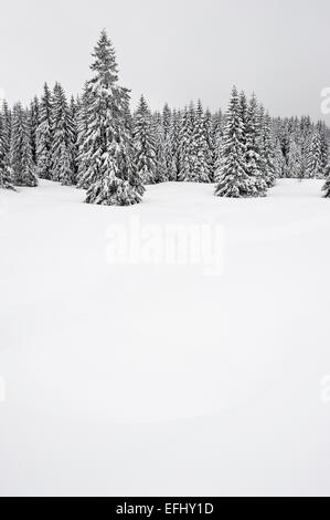 Arbres couverts de neige, Schauinsland, près de Freiburg im Breisgau, Forêt-Noire, Bade-Wurtemberg, Allemagne Banque D'Images