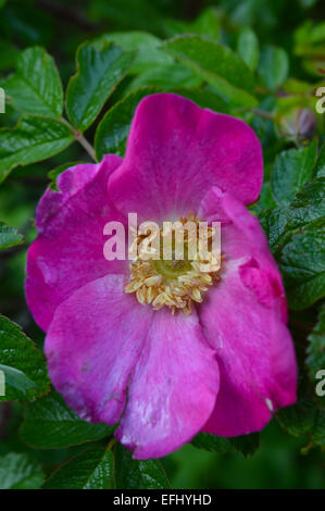 Gros plan d'une fleur sauvage Rosa Kordesii (nom commun - William Baffin) croissant dans une haie. Banque D'Images