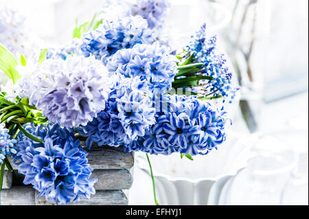 Fleurs lilas jacinthe et muscaris dans un pot décoratif, Hambourg, Allemagne Banque D'Images