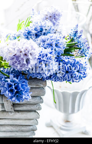 Fleurs lilas jacinthe et muscaris dans un pot décoratif, Hambourg, Allemagne Banque D'Images