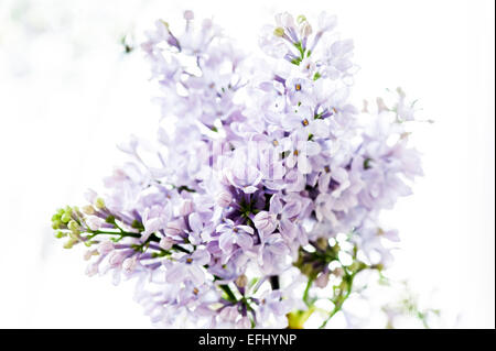 Fleurs lilas, Hambourg, Allemagne Banque D'Images