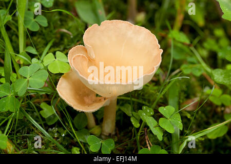 Champignons non comestibles jaune (Hygrophoropsis aurantiaca) en forêt Banque D'Images