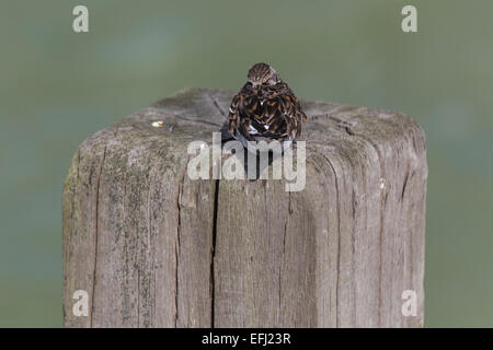 Collier (Arenaria interpres) Oiseau, Jetée de Southend, Southend-on-Sea, Essex, Angleterre, Royaume-Uni Banque D'Images