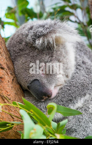 Vue rapprochée d'un koala dort dans un arbre Banque D'Images