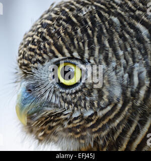 Prescription d'Asie Owlet (Glaucidium cuculoides), profil face Banque D'Images