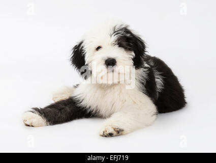 Old English Sheepdog puppy, 4 mois Banque D'Images