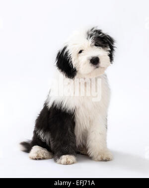 Old English Sheepdog puppy, 4 mois Banque D'Images