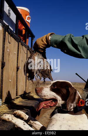 Un chasseur de cailles Texas holding Colin de Virginie (Colinus virginianus) avec son chien pendant la chasse sur un ranch Banque D'Images