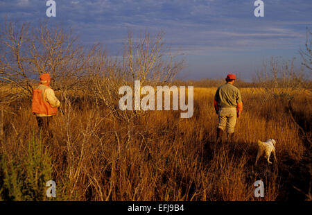 Les chasseurs de caille Texas approche une chien Setter Anglais pointer une covey de cailles Banque D'Images