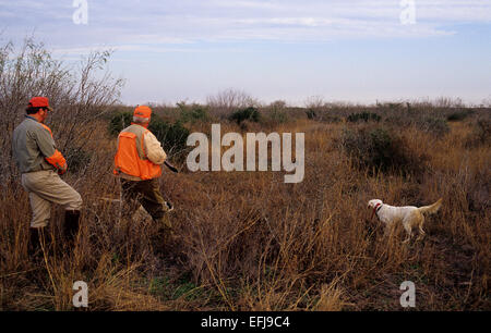 Deux approches chasseurs caille Texas Setter Anglais chiens pointer une covey de cailles Banque D'Images