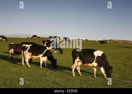 Les vaches laitières Freisan sur champ de pâturage dans le Nord du Pays de Galles , Grande-Bretagne Banque D'Images