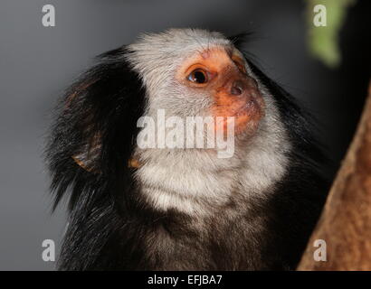 À TÊTE BLANCHE ou tuftés ouistiti-auriculaire (Callithrix geoffroyi) portrait Banque D'Images