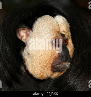 Gros plan du visage d'un homme blanc d'Amérique du Sud (Pithecia pithecia face saki) a.k.a golden-faced saki saki : gestion communale ou Banque D'Images