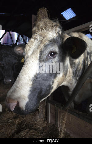 Les jeunes bovins à viande dans des hangars à ferme dans le Yorkshire Pennines Banque D'Images