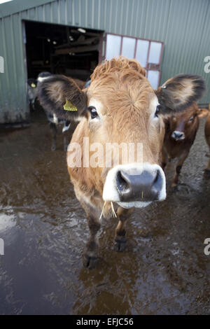 Les jeunes bovins à viande dans des hangars à ferme dans le Yorkshire Pennines Banque D'Images