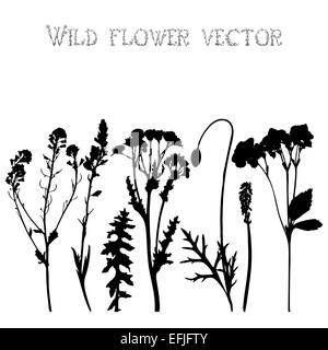 Set silhouettes noires de fleurs sauvages et de feuilles illustration Banque D'Images