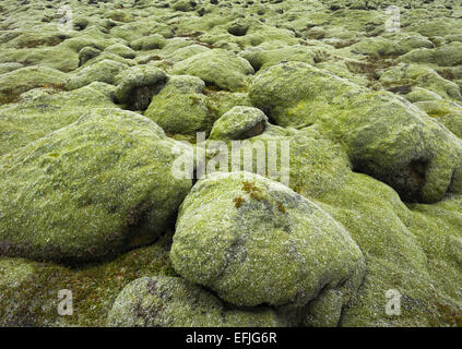 Les pierres couvertes de mousse, champ de lave Eldhraun, Sud de l'Islande, Islande Banque D'Images