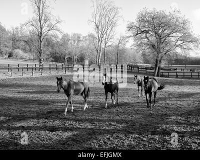 Balades sur les enclos des chevaux Banque D'Images